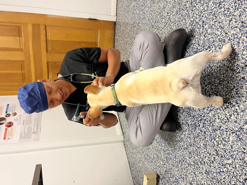 cute maltese dog during veterinarian consultation