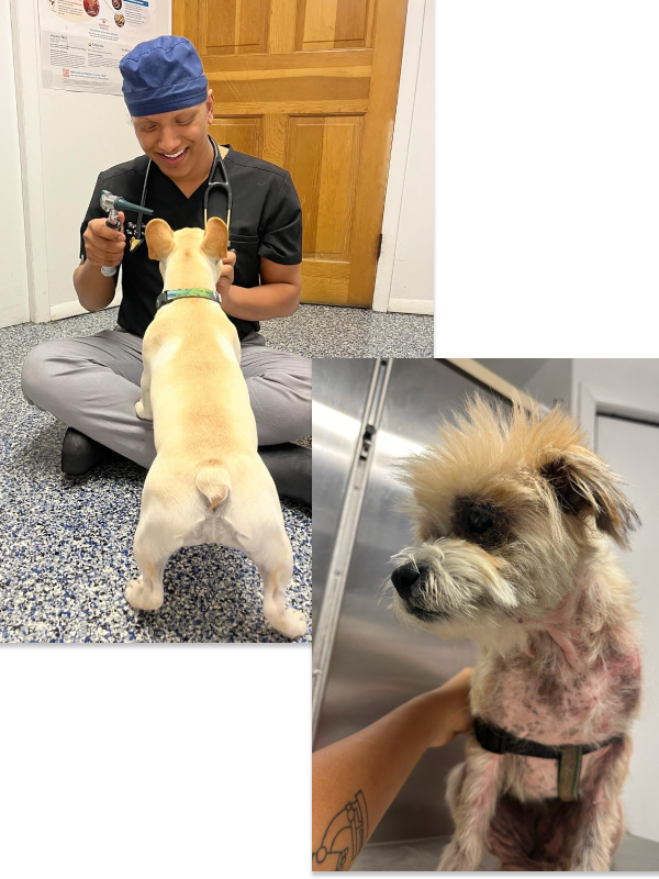 cute maltese dog during veterinarian consultation