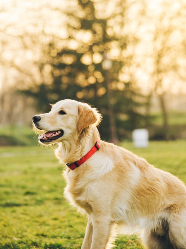 Pet Phovia Light Therapy West Babylon Animal Hospital
