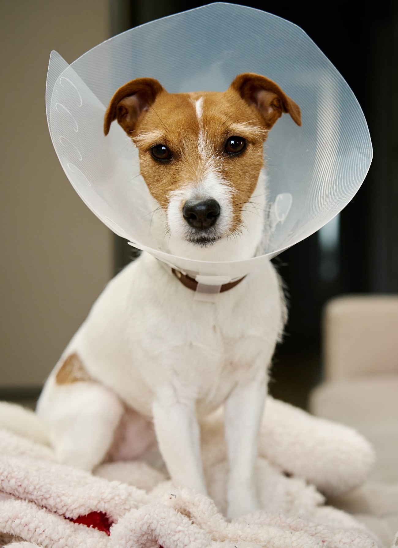 female veterinarian applying white bandaged dog's paw