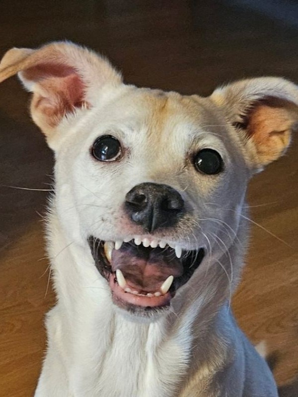 Cat brushes her teeth with a toothbrush