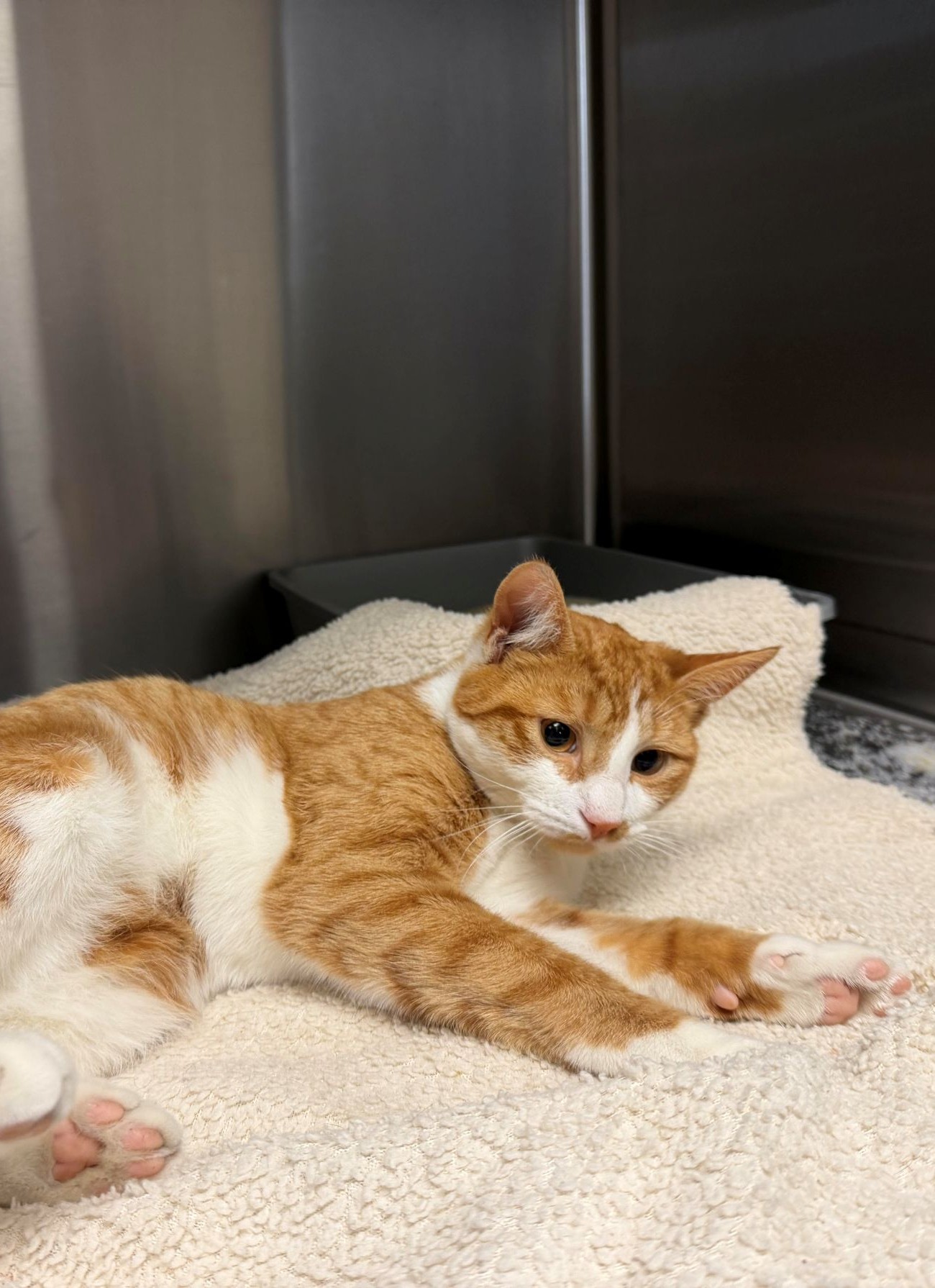 An orange-and-white cat lies on a soft beige blanket inside a kennel, stretching one paw forward while looking calmly toward the camera.