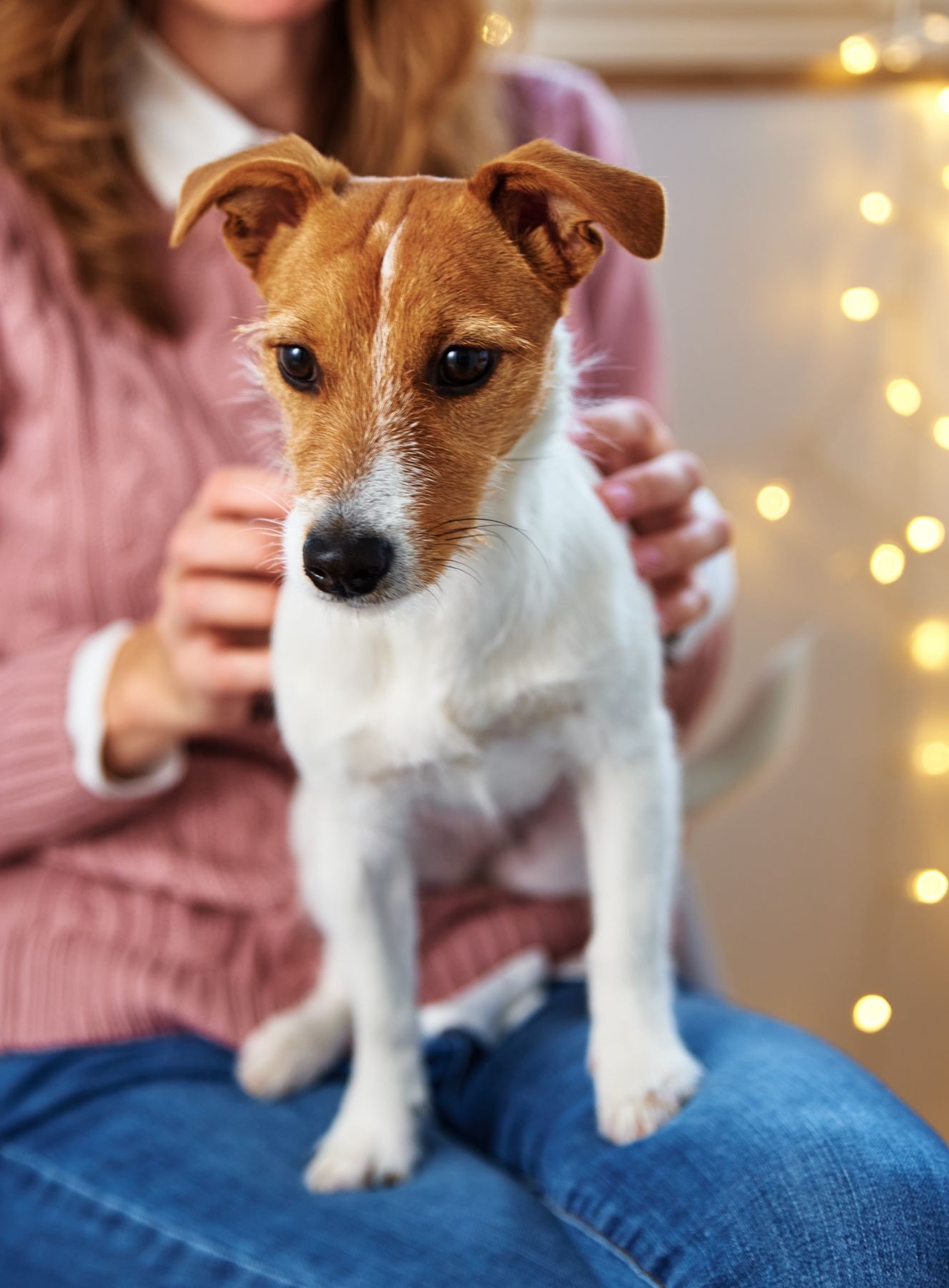 A small brown-and-white dog sits on a person’s lap while being gently held, looking slightly downward with an alert but calm expression.
