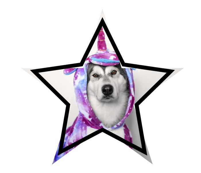 Dog in a unicorn costume representing pet myths and animal care in Los Angeles
