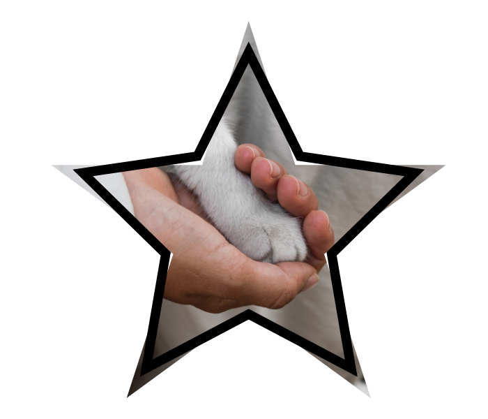 Human hand holding a cat paw to reflect compassionate mobile veterinary care from Family Veterinary Inc