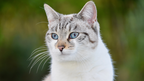 Microchipping vs Collars: What’s the Best ID for Your Pet?