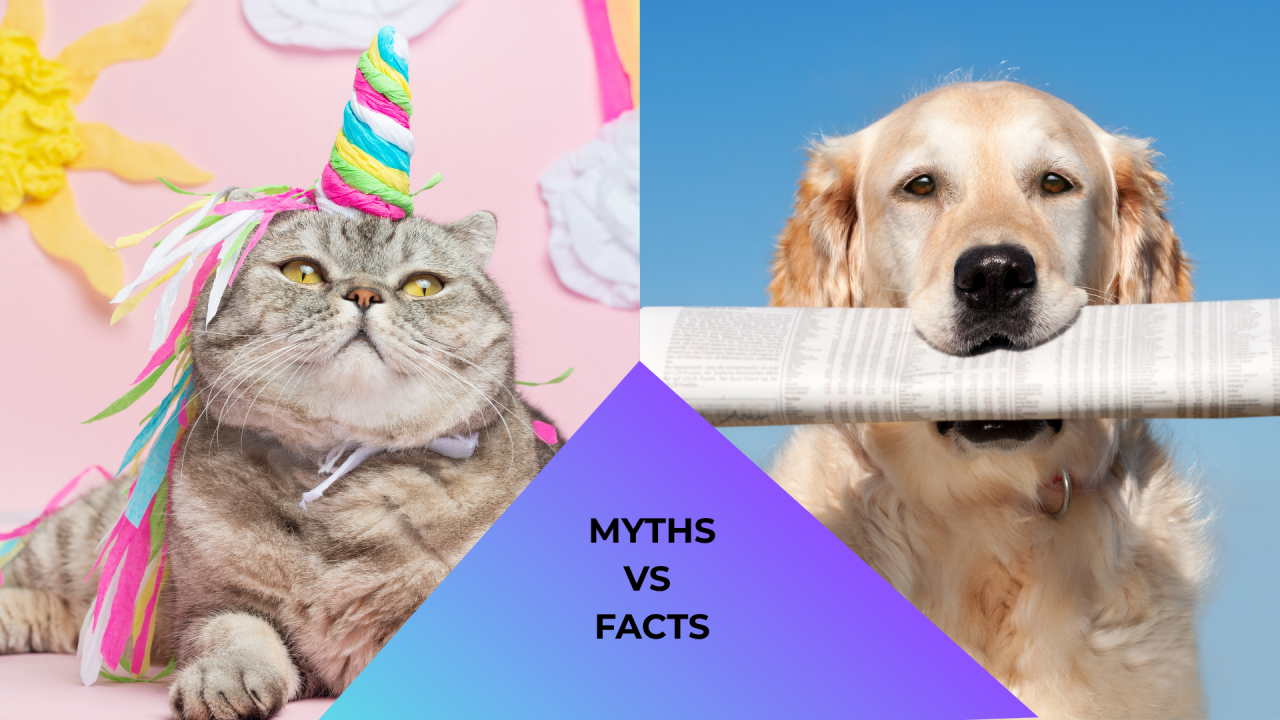 Cat and Dog Myth vs Fact