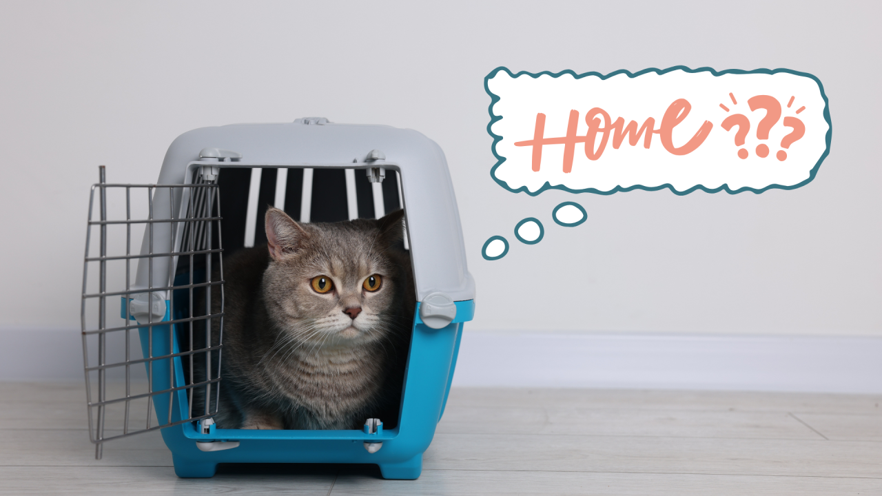 Cat sitting in a carrier before going to a new home in West Babylon, NY