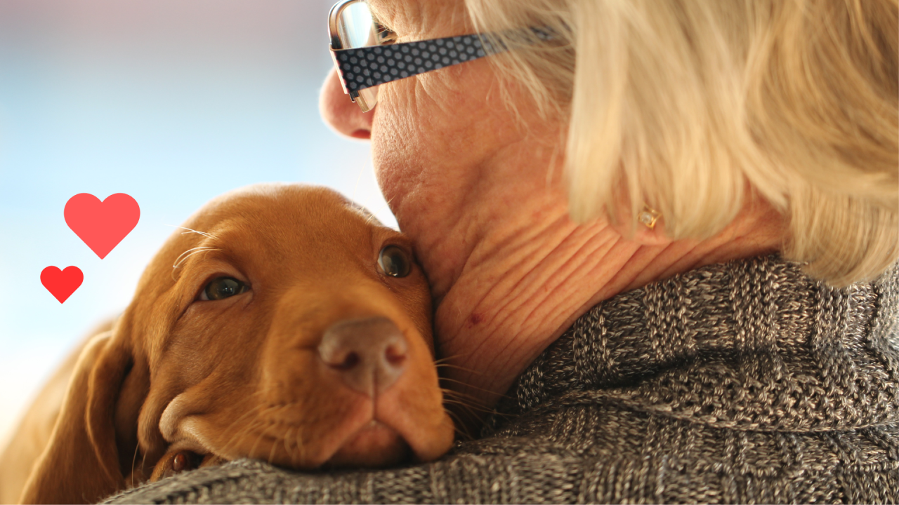 New dog bonding with an owner during their first days together near West Babylon Animal Hospital in West Babylon, NY