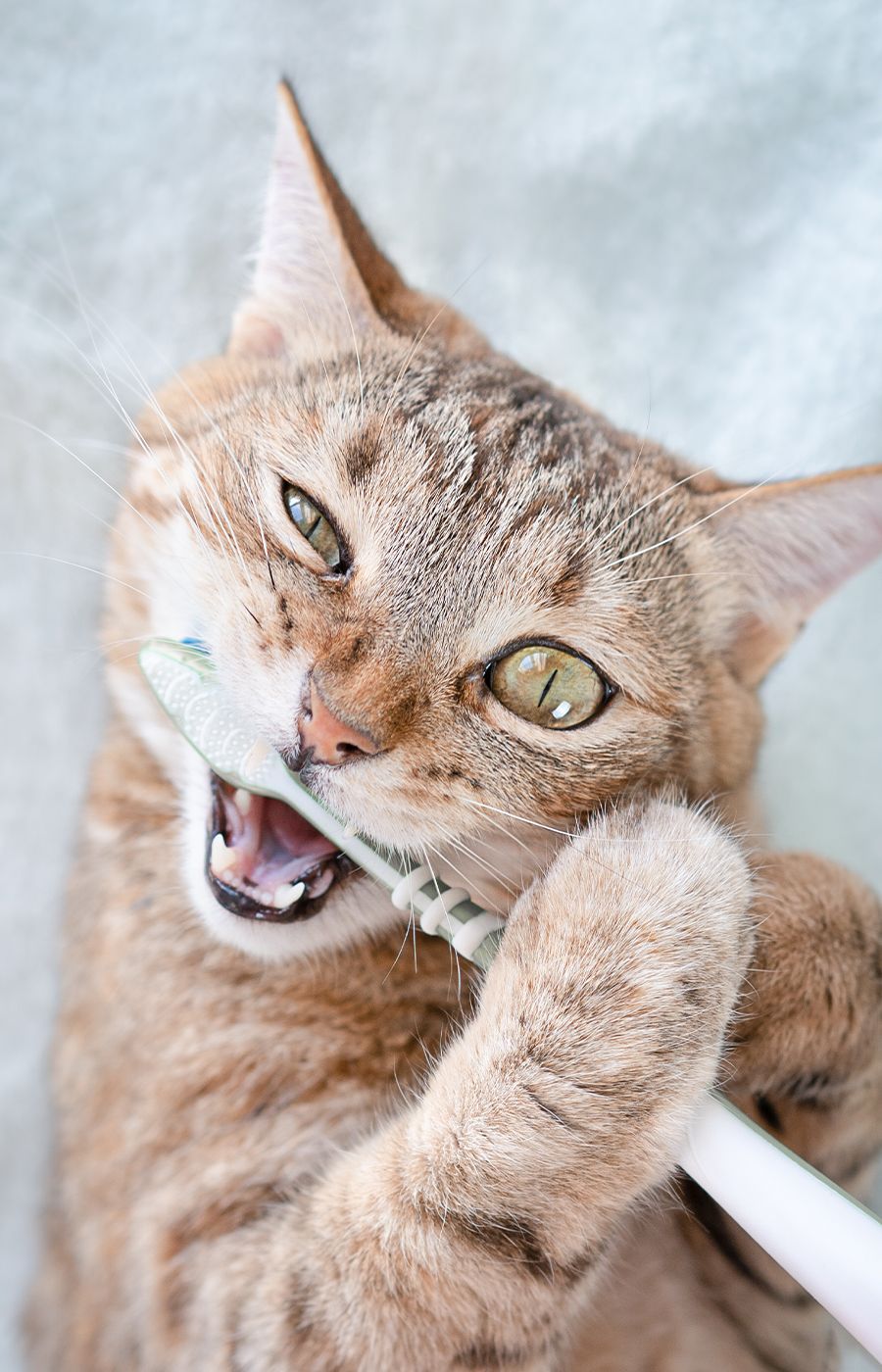 Pet Dental Care West Babylon, Lindenhurst, Farmingdale West Babylon