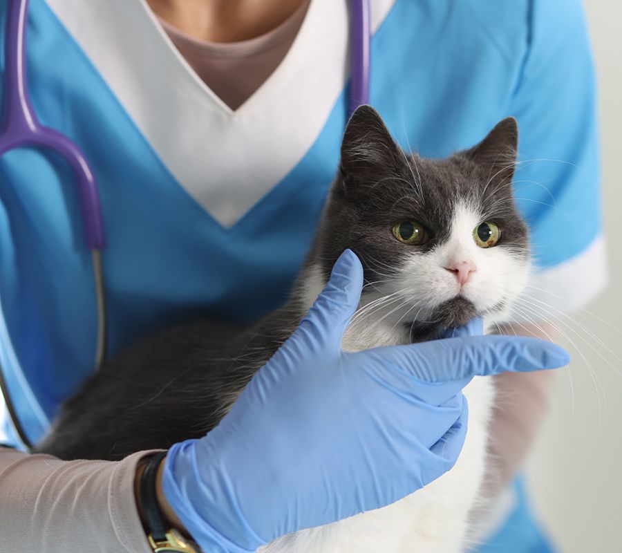 Professional female veterinarian examines pets cat examination table