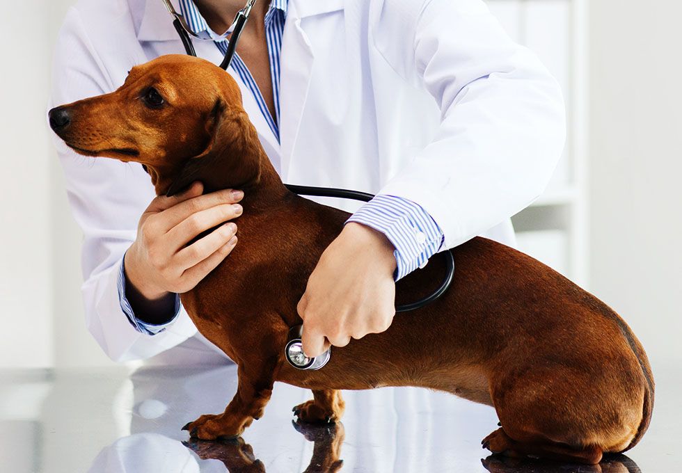 Veterinarian West Babylon, Lindenhurst, Farmingdale | West Babylon ...