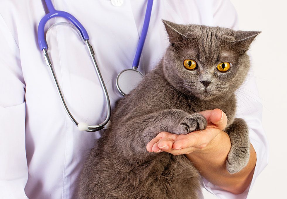 Veterinarian West Babylon, Lindenhurst, Farmingdale West Babylon