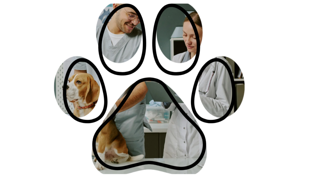 Veterinarians in scrubs examine a beagle on a table, viewed through a paw-shaped frame.