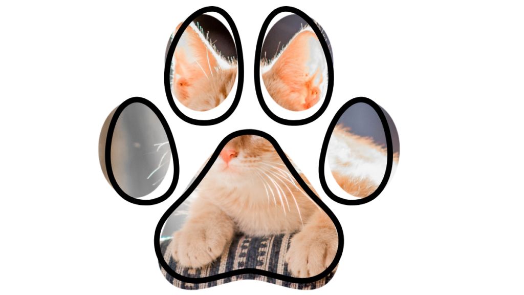 An orange kitten rests with its paws stretched out, seen through a paw print-shaped cutout.