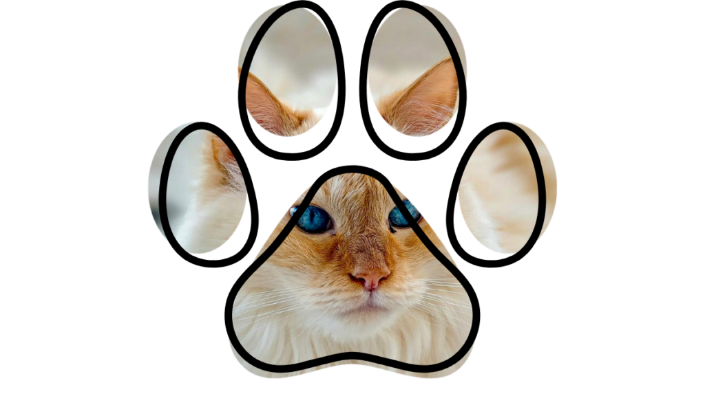 A cat's face with blue eyes is framed within a paw print shape.