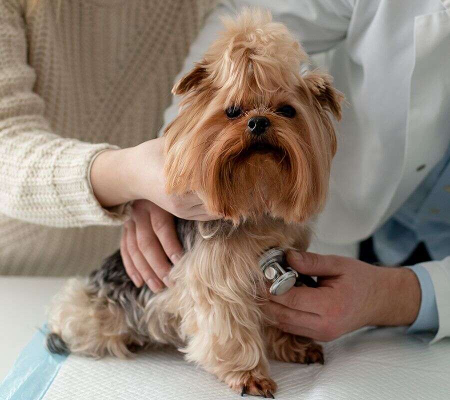 A small dog being examined by a vet with a stethoscope.