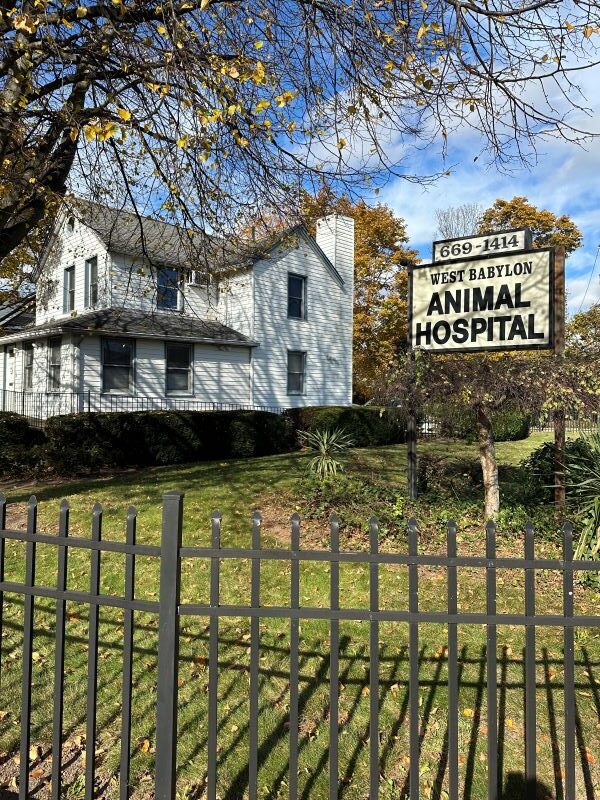 A white house with a sign reading "West Babylon Animal Hospital" near a black metal fence and trees with autumn leaves.