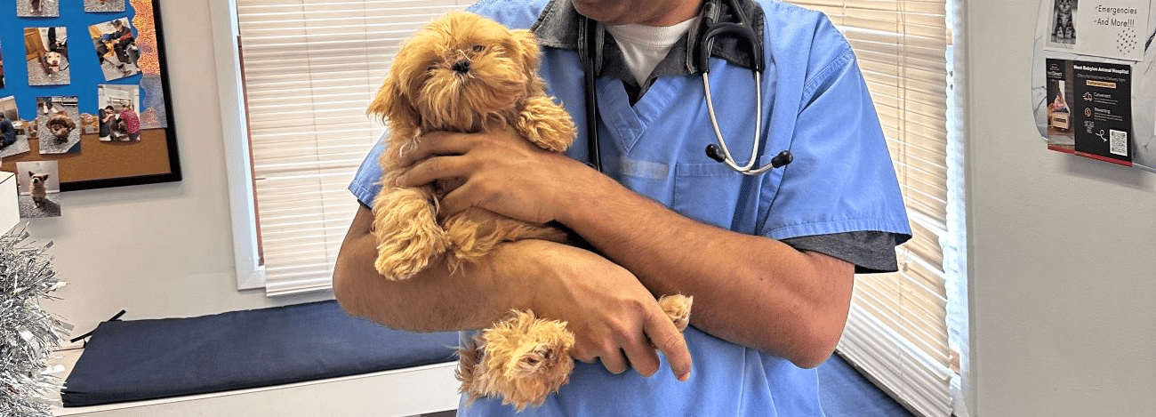 A veterinarian in blue scrubs gently holds a small, fluffy dog in an examination room.