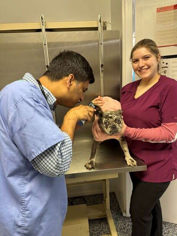 A vet examines a dog's ear while a woman holds the dog, both smiling, in a veterinary clinic.