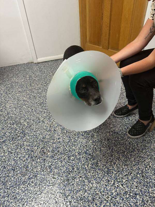 A dog wearing a blue protective cone is held gently by a person on a speckled floor.