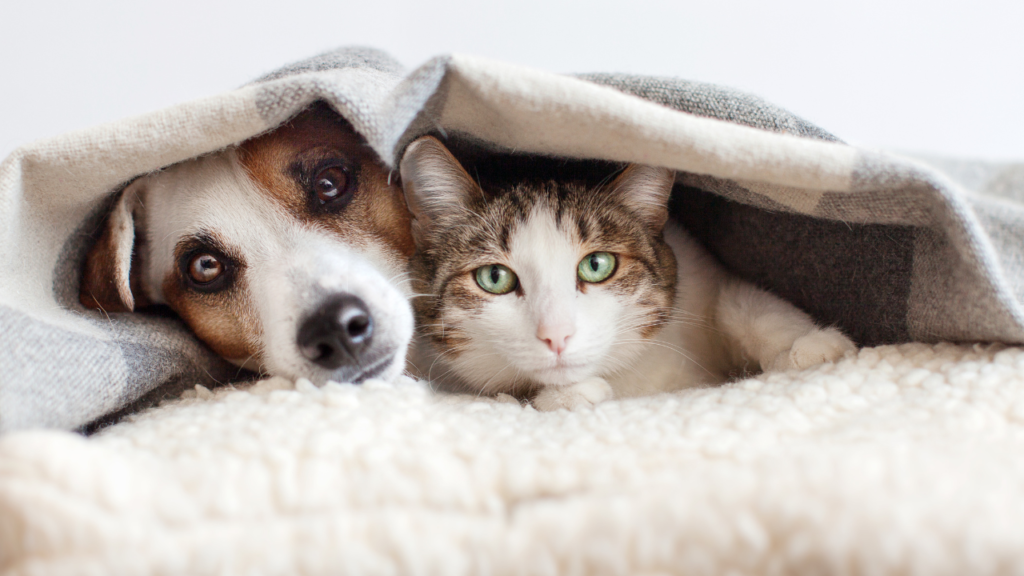A dog and a cat cuddling under a blanket, both looking at the camera.