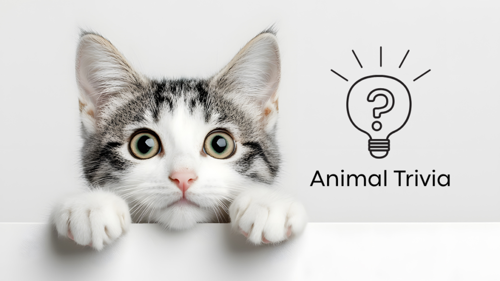 A curious cat peeking over a white surface with a lightbulb icon and text "Animal Trivia" beside it.