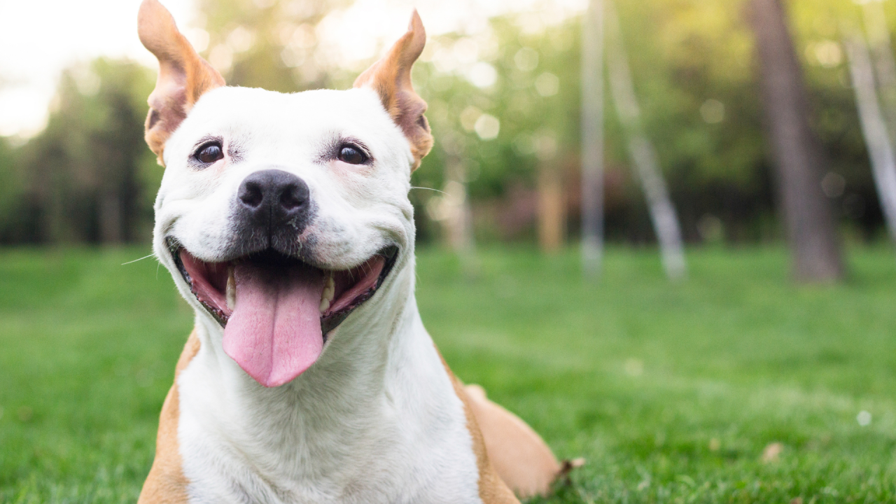 A happy dog with its tongue out lying on green grass.