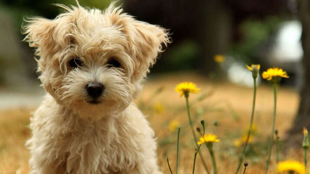 Fluffy puppy with curly fur sitting next to yellow flowers.