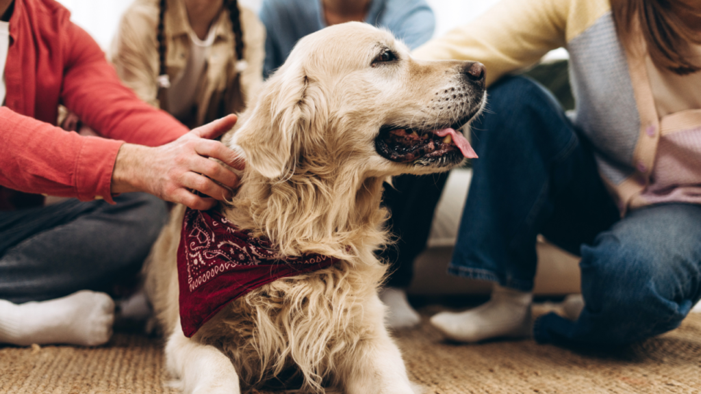 Golden retriever wearing a red bandana surrounded by people sitting on the floor.