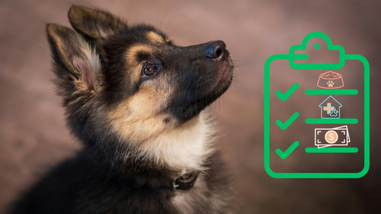 A German Shepherd puppy looking up with a green checklist on the right side.