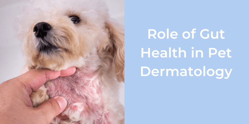 A fluffy dog being examined for skin issues, with text on the right discussing gut health in pet dermatology.