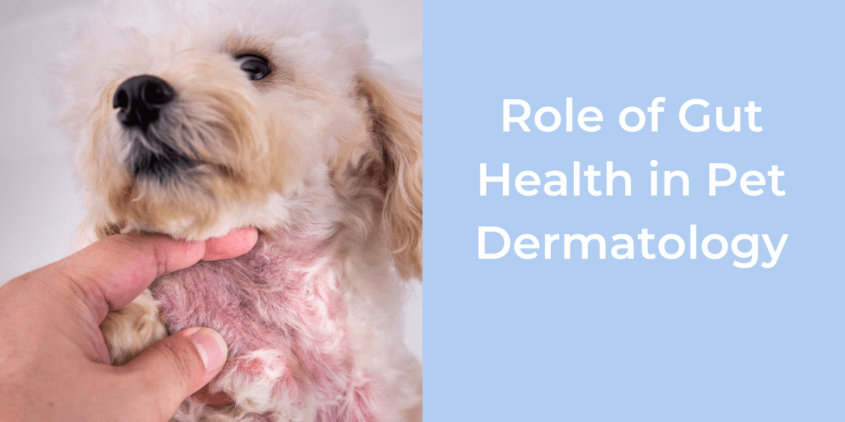 A fluffy dog being examined for skin issues, with text on the right discussing gut health in pet dermatology.