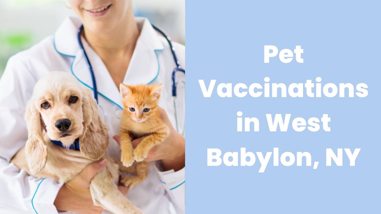 A veterinarian holding a puppy and a kitten, with text about pet vaccinations in West Babylon, NY.