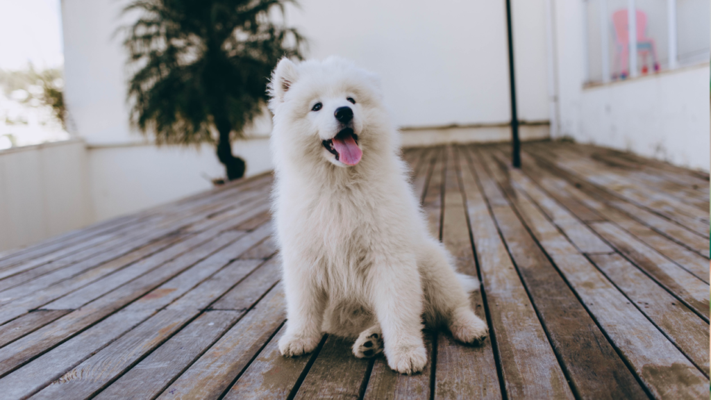 Fluffy white puppy sitting on a wooden deck with its tongue out.