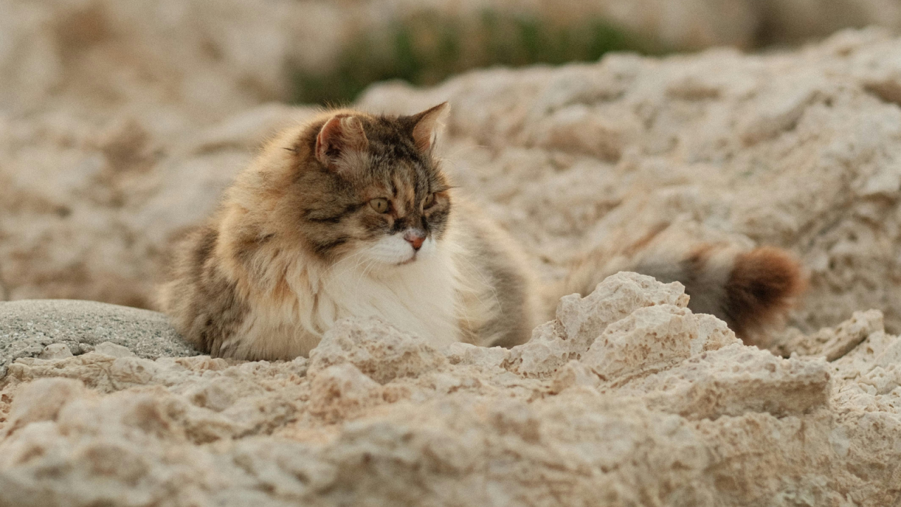 Fluffy cat lying on rocky terrain, gazing intently ahead.