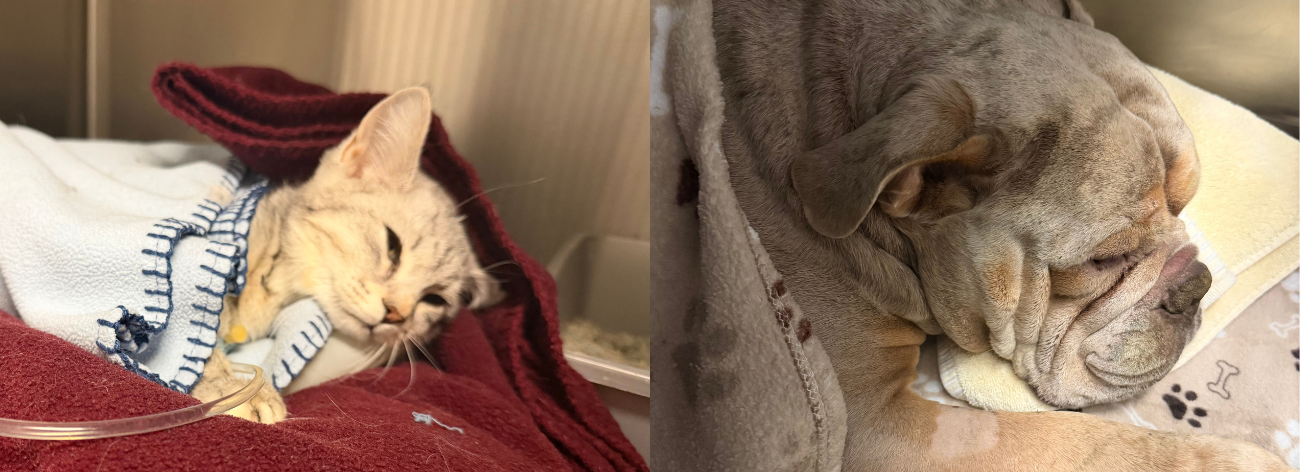 A sleepy cat wrapped in a blanket and a resting dog with a wrinkled face lying on a soft surface.
