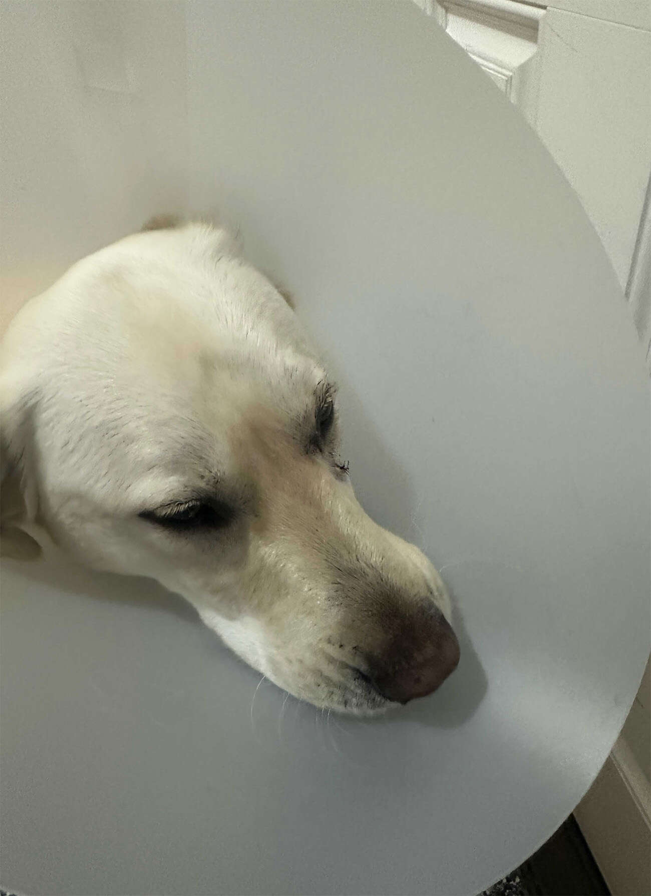 A dog with a white fur coat wearing a protective cone around its neck.