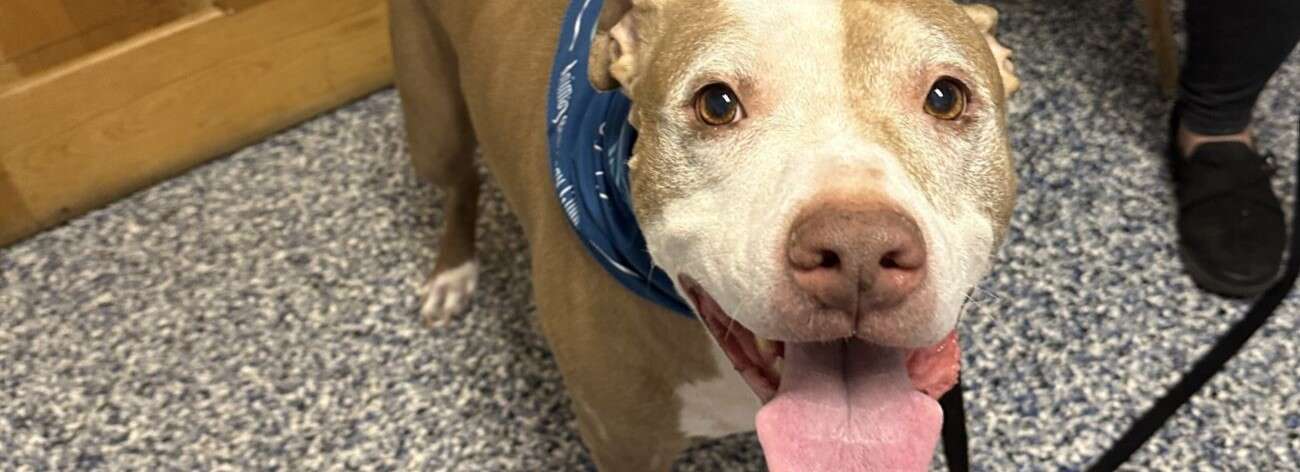 A happy dog with a blue bandana and tongue out stands on a speckled floor.