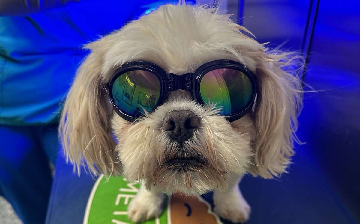 A small, fluffy dog wearing reflective sunglasses looks directly at the camera.
