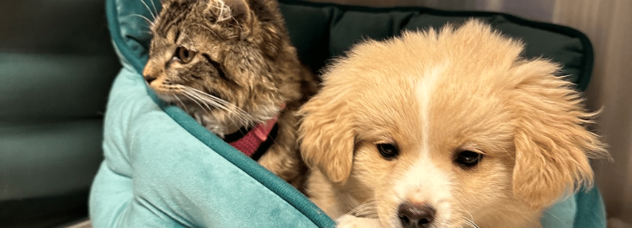 A fluffy golden puppy and a striped kitten snuggle together in a teal cushion.
