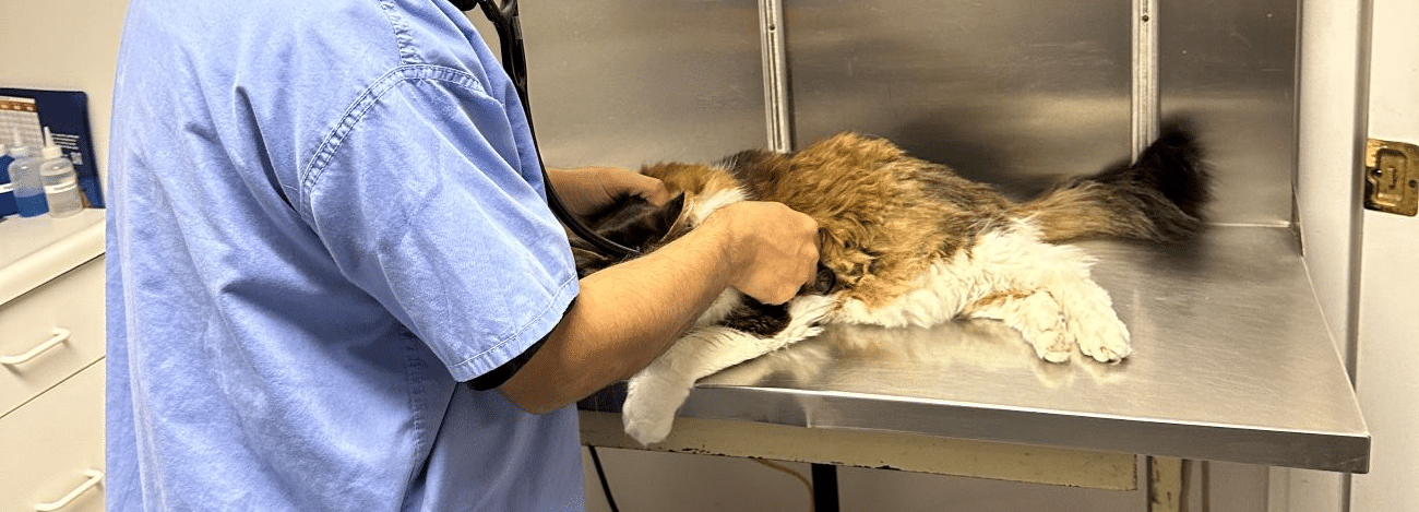 A veterinarian examines a large, fluffy cat on a stainless steel table.