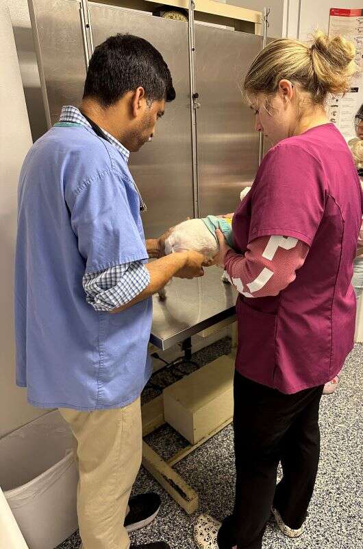 Two veterinary professionals examining a small white dog on a table in a clinic setting.