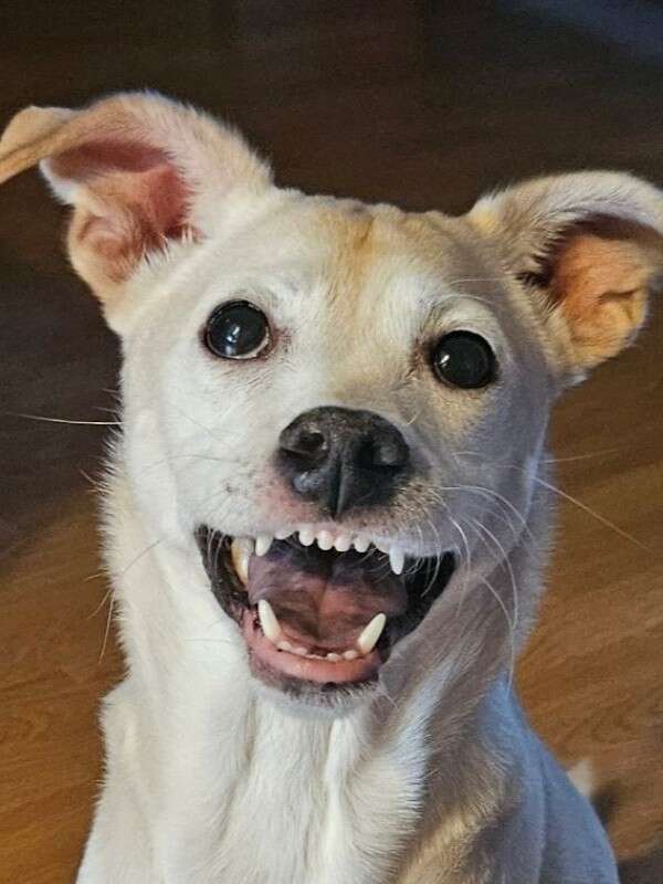 A happy, light-colored dog with perked ears and an open mouth, showing teeth, looks directly at the camera.