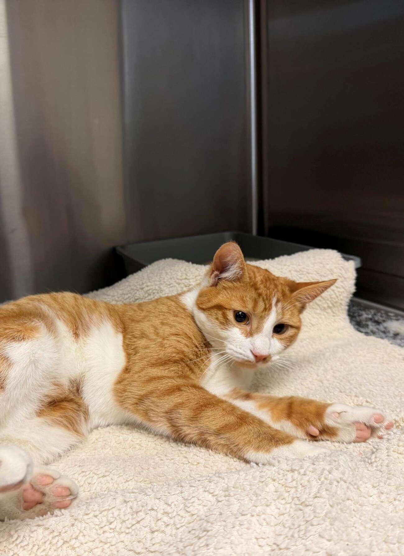 Orange and white cat lying on a soft blanket, looking towards the camera with alert eyes.