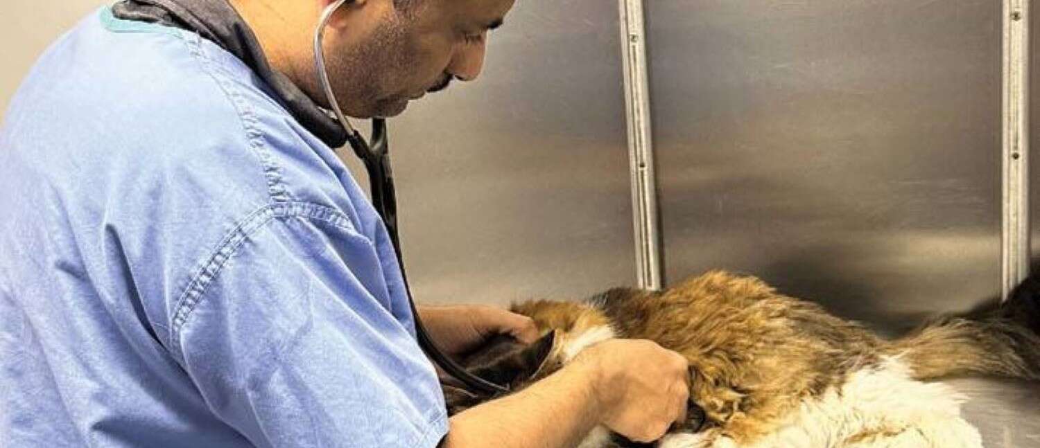 A veterinarian in blue scrubs examines a large brown and white dog with a stethoscope on an examination table.