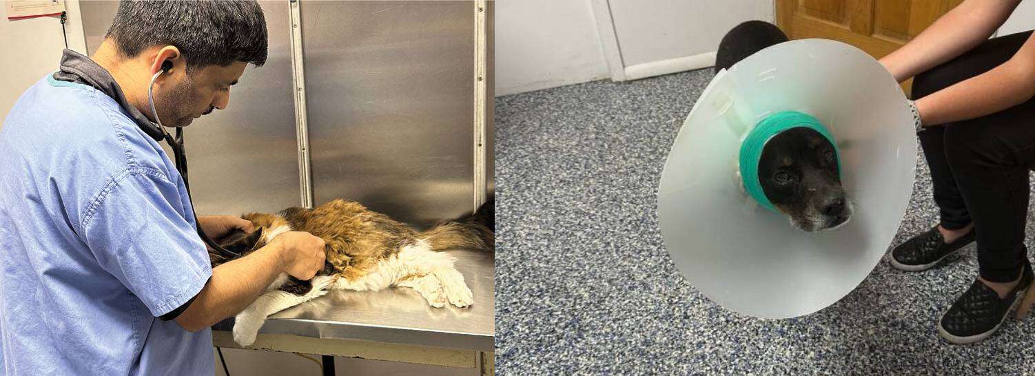 A veterinarian examines a fluffy cat on an exam table; a dog with an e-collar sits nearby.